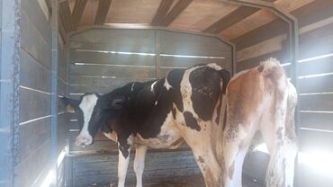 simmental ineklerin satisi: 2 dişi dana satlır biri semetalı biri orşdeyin temiz cisdilər