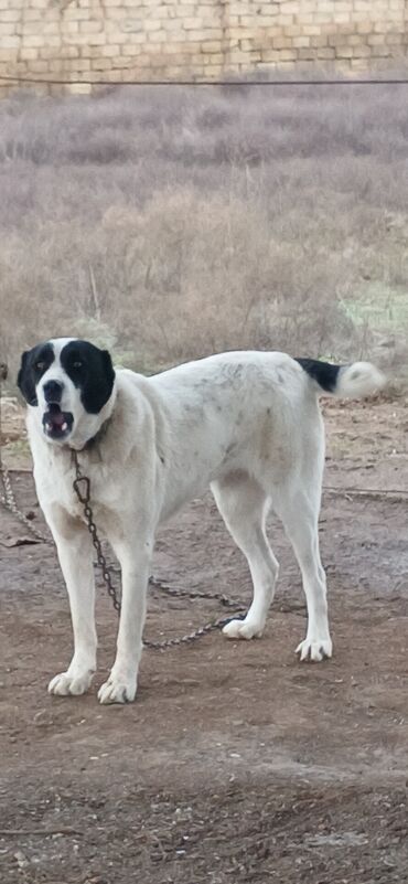 İtlər: Alabay, 1 il, Dişi, Peyvəndli, Ödənişli çatdırılma — 8