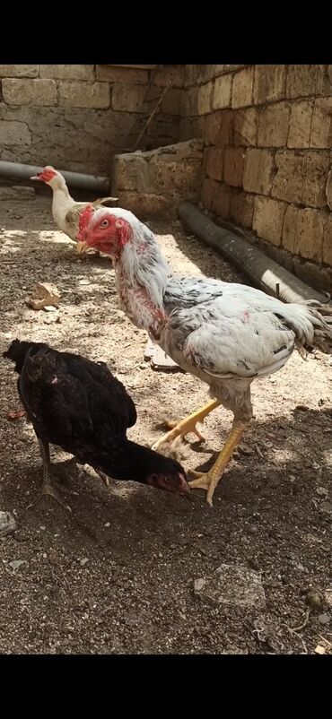 K/t heyvanları və malları: 11aylığ beçə uzun hündür heyvandı barter marağlıdı başqa rəng beçə və
