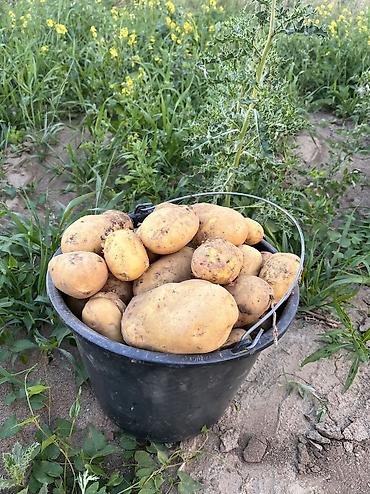 картофель цена: Картошка Джелли, Оптом — 1