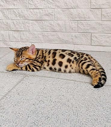 Pets & Animals: Registrovana odgajivačnica MMaestro_bengal ponosno predstavlja dva — 4