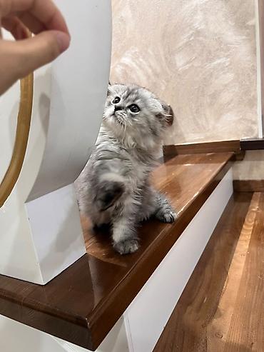 сиамский вислоухий кот: Скотиш Фолд (Шотландская вислоухая), 2 месяца, Девочка, Серебристая шиншилла, Приучена к лотку — 2
