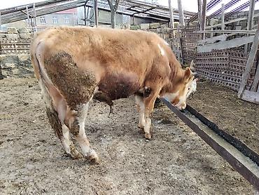 Dana, buzov: Simental tipli dana - Cins: Simental tipli, ətlik istiqamət - Rəng — 3