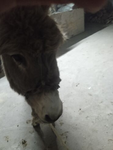 Другие с/х животные: Осёл рабочего ешек сатылат срочно улагы уйуру 💯💯💯 араба тартат жорго — 9