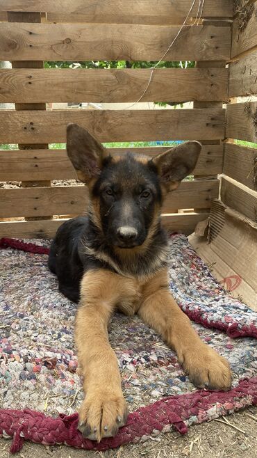 дом животные: Продаю чистокровную щенка немецкой овчарки с родословнойшикарная