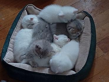 Pişiklər: Şotland, Erkək, Dişi, Yaxşı əllərə — 3