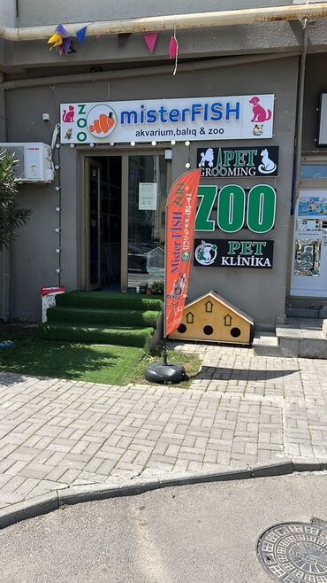 tap.az xacmaz heyvanlar: Salam Zoo magazamiz ucun Grooming(itlerin ve pisklerin qirxilmasi