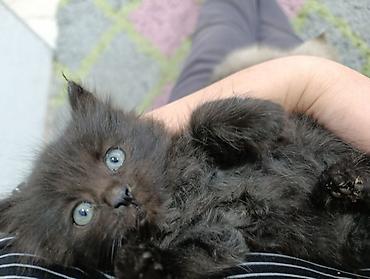 котята лысые: Пушистые котята-полосатики - Порода: домашние короткошёрстные — 9
