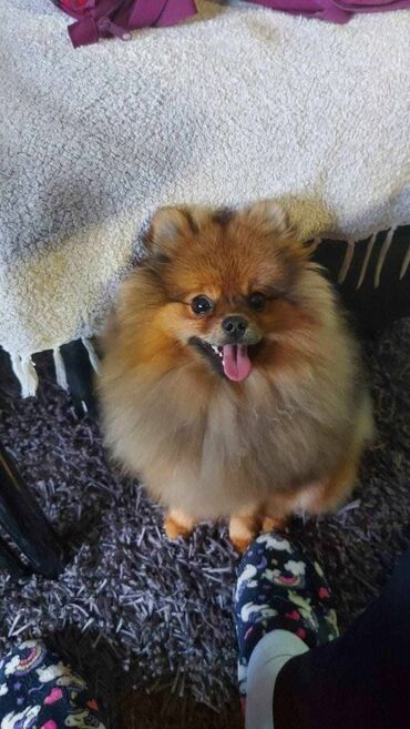 Psi: Oduševićemo vaša srca predivnim Pomerancima iz našeg pažljivo — 15