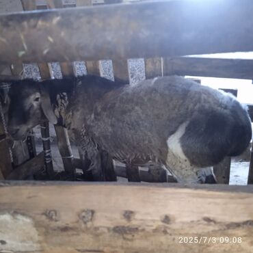 где можно купить телят симментальской породы: Бараны, овцы