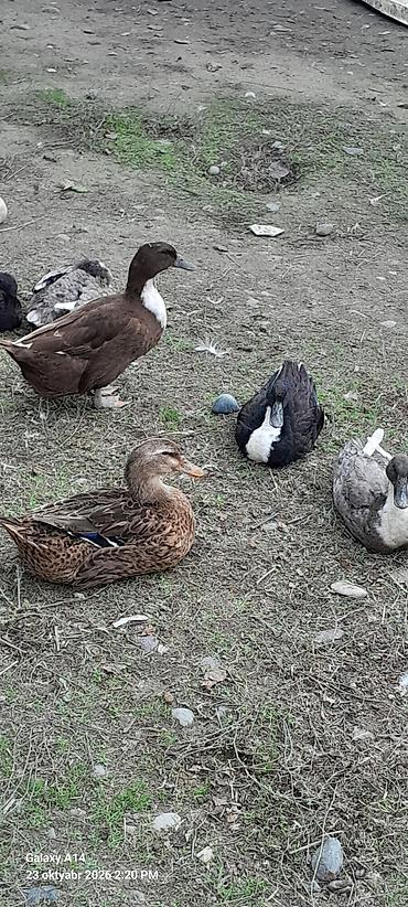 cüce satışı: Əvvəla Salam aleykum rəngli səsli ördəklər satılır ağlar satılmır öz — 9