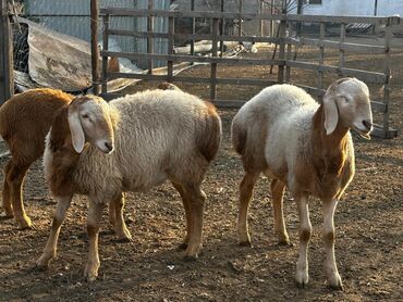 Бараны, овцы: Продаю | Ягненок, Баран (самец) | Арашан | Для разведения — 2