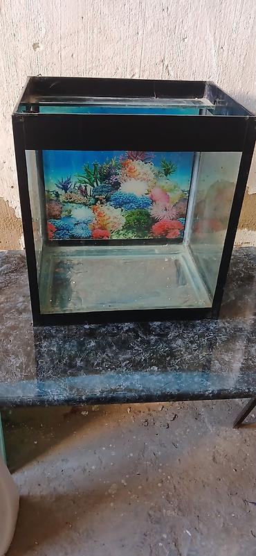 İkinci əl akvarium heç bir problemi yoxdur hündürlüyü 50 sm uzunu 47 lalafo.az -da İkinci əl akvarium heç bir problemi yoxdur hündürlüyü 50 sm uzunu 47