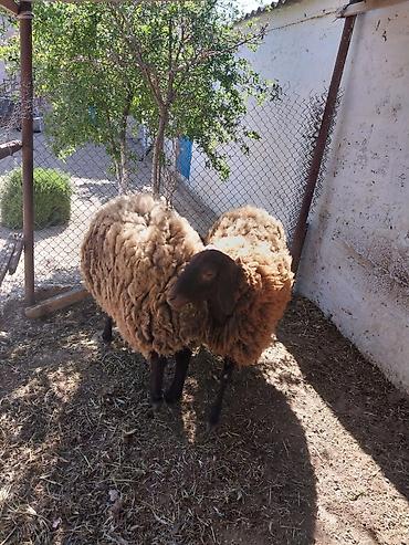 Mal-qara: 1 erkək 1 dişi satılır Bilgəh cinsi qumral — 2