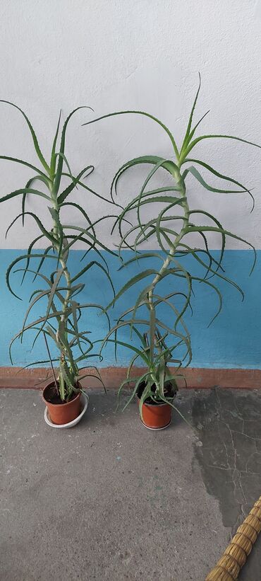 растение: Продаю
алоэ 5- 6 лет, 
денежное дерево
декабрист