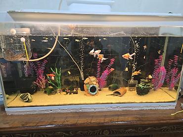 akvarium satilir: Dördbucaq akvarium, Balıqlarla birlikdə, 270 l — 1