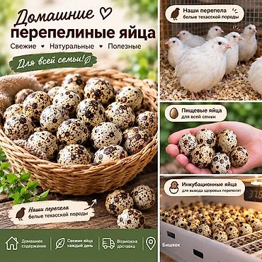 🥚 СВЕЖИЕ ПЕРЕПЕЛИНЫЕ ЯЙЦА ОТ НАШЕЙ ФЕРМЫ 🤍 🐦 Белые техасские перепела