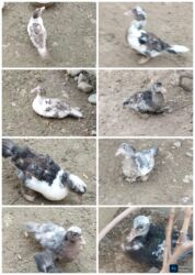 Digər quşlar: 8 ədəd lal ördək satılır.Unvan Biləsuvar .Qiymət 50 manat.2-3 aylıq — 9