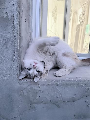 вислоухие котенки: Кошка даром: Беспородная, Мальчик, Приучена к лотку, Проглистована — 1
