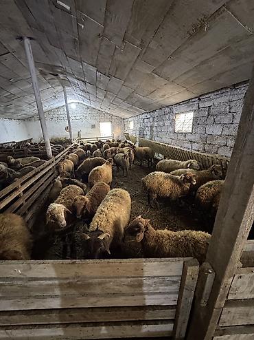 qurbanlıq heyvanlar: Quzu, Erkək, ay: 5, 35 kq, Ətlik, Ünvandan götürmə — 1