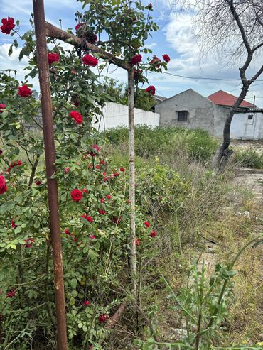 sarayda həyət evləri 2023: 4 otaqlı, 200 kv. m, Kredit yoxdur, Orta təmir
