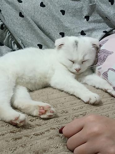 baku pişik satis: Ekzot — 1