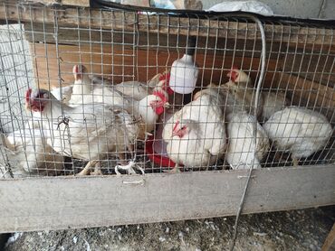 продам ячмень оптом: Продаю | Петух, Куры | Бройлерная | На забой