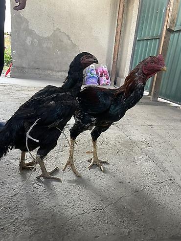 бойцовый куры: Продаю | Куры | Бойцовая | Для разведения — 3