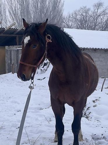 Лошади, кони: Продаю | Жеребец | Полукровка | Для разведения | Племенные — 1