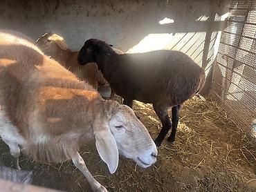 Продам с/х животных: Продаю | Овца (самка), Баран (самец) | На забой, Для разведения, Для шерсти — 3