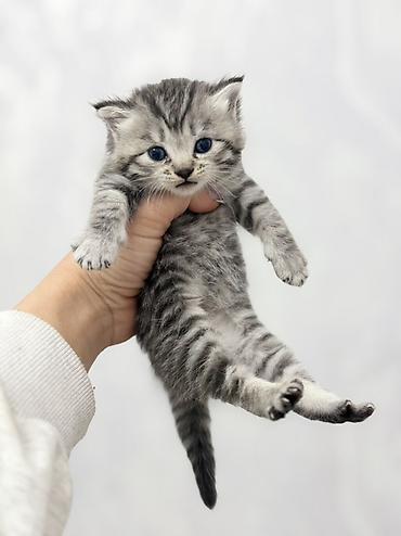 Продажа кошек: ❗️❗️❗️❗️Шотландские котята с вислоухими ушками (Scottish Fold) и с — 9