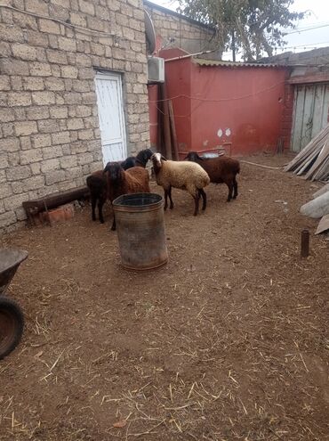 Qoyunlar, qoçlar: Erkək, Qala, il: 1, Damazlıq, Ətlik, Ünvandan götürmə — 13