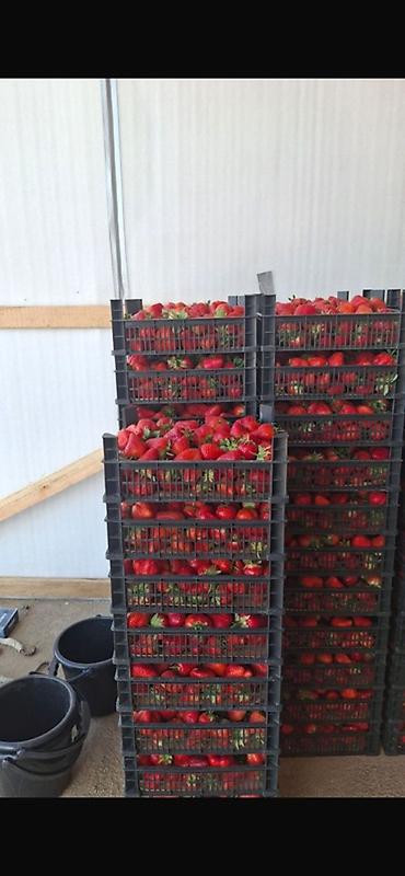 Ящики: Пластиковый Ящик — 3