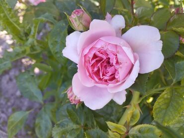 Садовые цветы и кустарники: Садовые розы — срезочные и для посадки Описание: - Разновидности — 25