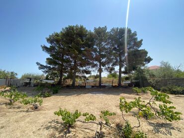 binədə torpaq: 20 sot, Kənd təsərrüfatı, Mülkiyyətçi, Kupça (Çıxarış)
