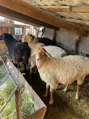 Баран, овца: Продаю | Овца (самка) | Для разведения | Матка — 8
