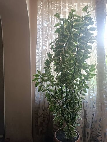 Другие комнатные растения: Продается цветок педилантус.
Высота-1,65см
 
село Беловодское