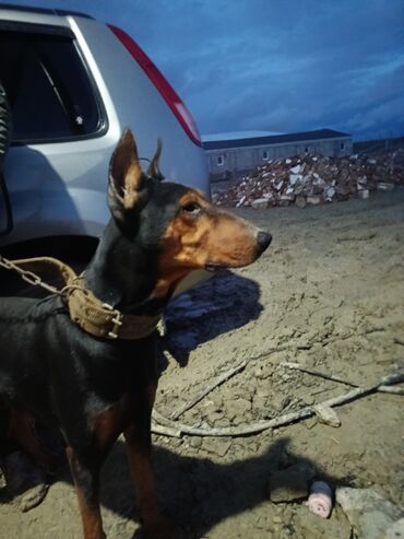 İtlər: Doberman, 2 il — 4
