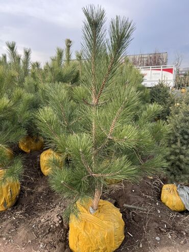Декоративные деревья: Саженцы деревьев: Сосны — 11