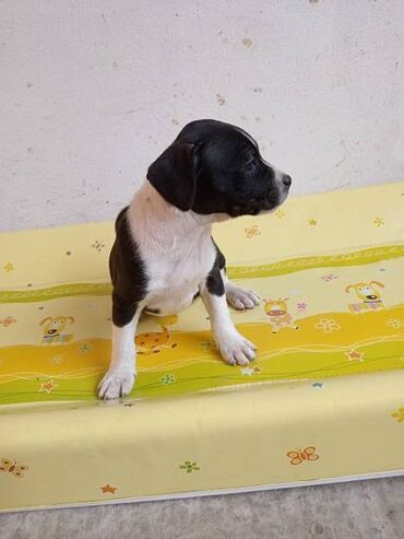 Psi: Na prodaju štenci Američkog staforda,oštenjeni 24.januara,očišćeni od na lalafo.rs — 9 Psi: Na prodaju štenci Američkog staforda,oštenjeni 24.januara,očišćeni od — 9