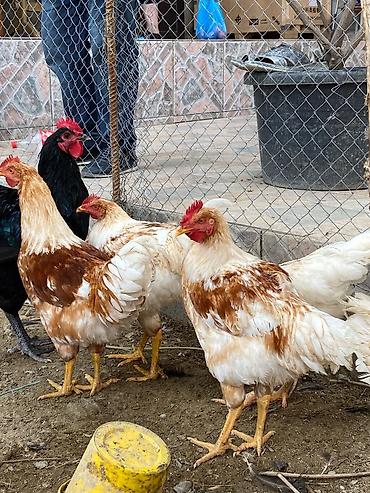 quba heyvan satisi: Təmiz qan Lohman Braun 1.500 cekide 5 aylıq sağlam heyvanlardır Bakı — 2
