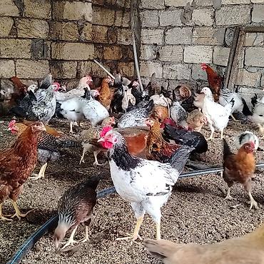 toyuq cuce fermasi: Yerli təsərrüfatdan toyuqlar – qarışıq yumurta yönümlü cinslər - — 7