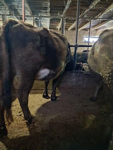 Коровы, быки: Продаю | Корова (самка) | Для молока | Привязанные — 8