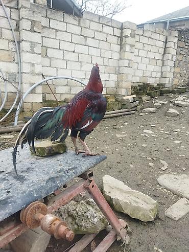 alman kurdu iti: Qırmızı xoruz 3 yaş yarım. damazlıq. bu biri balaca qırmızı iyun — 9