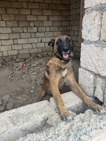 İtlər: Belçika çoban iti, 2 il, Erkek, Peyvəndli — 23