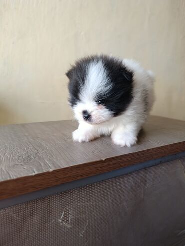 pomeranian spitz: Şpitz, 1 ay, Dişi, Peyvəndli, Ünvandan götürmə