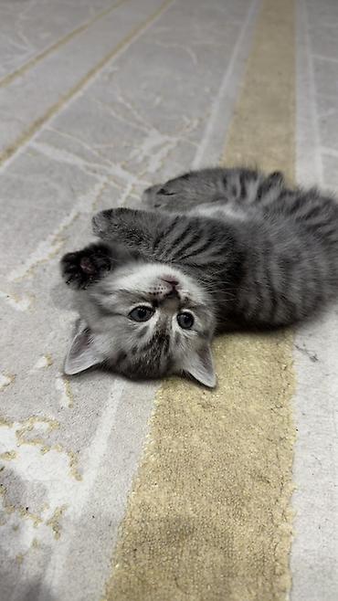 Продажа кошек: Три кошки и один кот Породистые котята серебристого окраса — 2