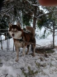 малинуа собака: Сибирский хаски, окраc редкого шоколадно-белого оттенка. - Порода