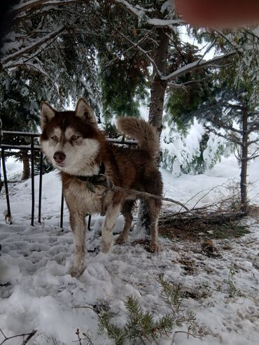 купить щенка французского бульдога: Сибирский хаски, окрас шоколадно-белый, густая двойная шерсть, стоячие
