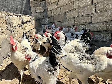 meşə toyuğu: 5 Ay Yarımlıq Xoruzlar. 30 Ədəd 5 Ay 10 Günlük Fərələr. Fərələr — 8
